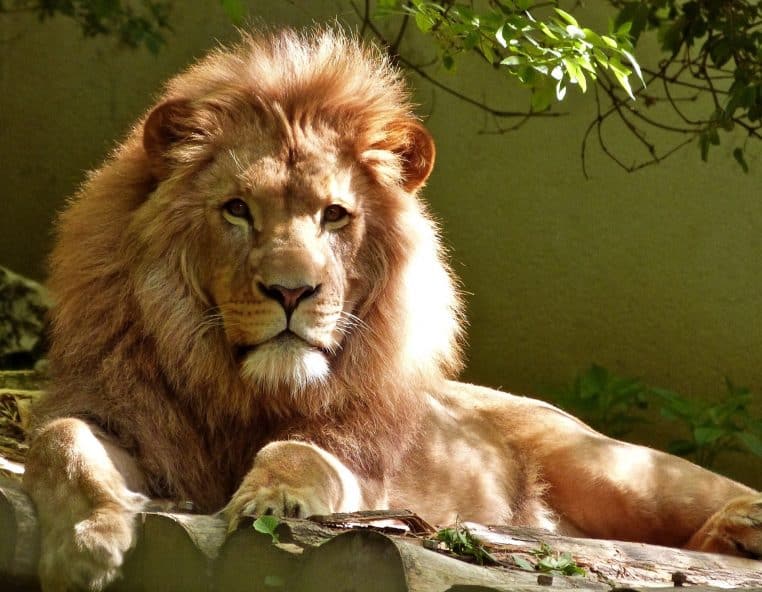 Propriétaire d'un centre animalier privé, il se fait dévorer par les lions alors qu'il partait leur donner à manger