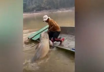 Un pêcheur thaïlandais attrape un énorme poisson-chat (Vidéo)