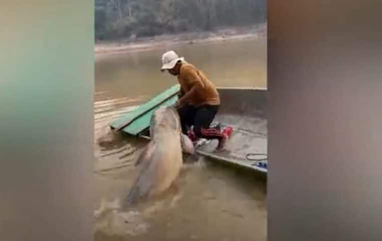 Un pêcheur thaïlandais attrape un énorme poisson-chat (Vidéo)