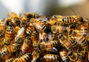 abeilles apiculteur