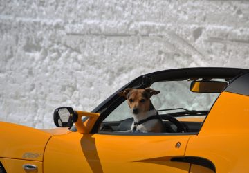 chien voiture