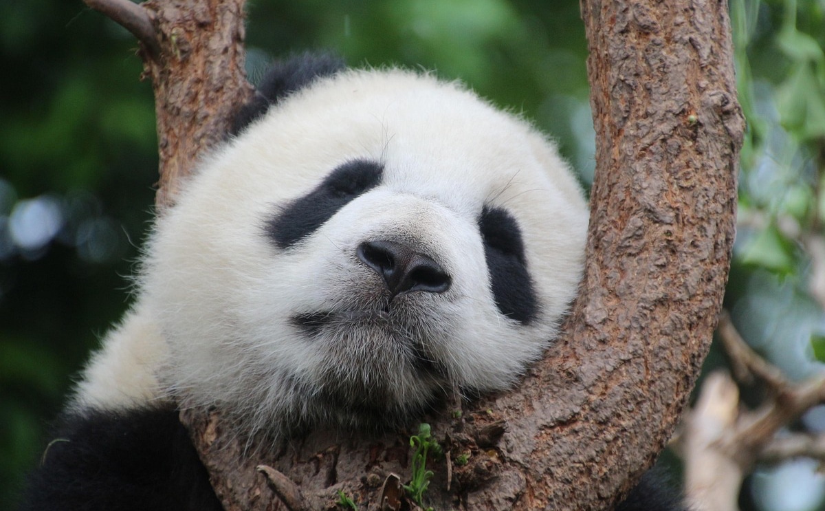 panda zoo de Beauval Chine départ animal