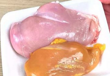 poulet blanc jaune