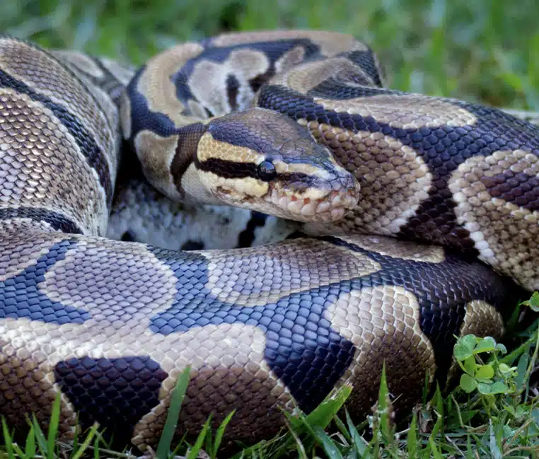 Alerte : un python est activement recherché