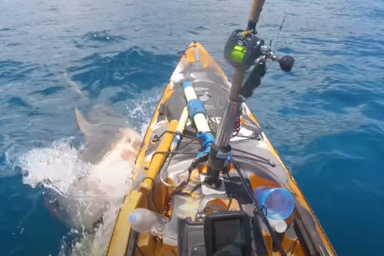 video requin attaque (1)