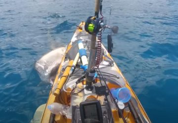 video requin attaque (1)