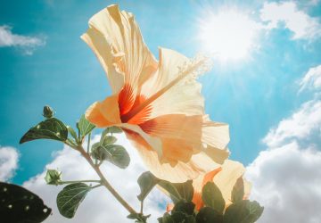 Météo : plus de 30 degrés attendu cette semaine !