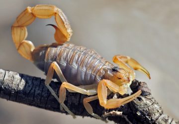 Scorpion languedocien