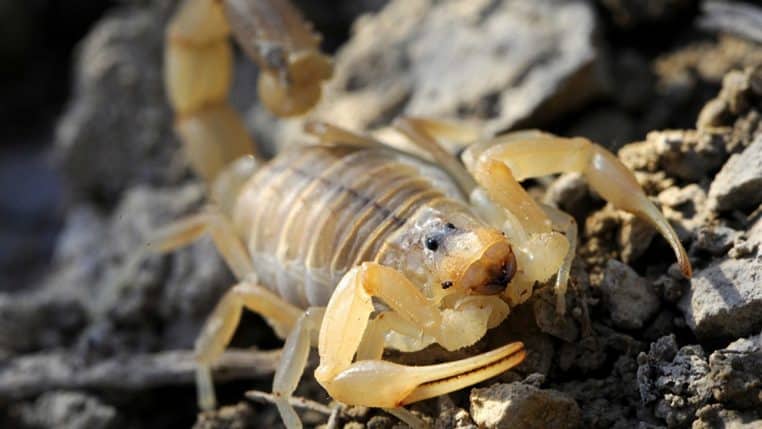 scorpion languedocien insecte