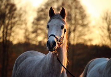 cheval ecrase (1)