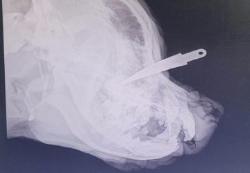 Un chien brûlé, poignardé et trainé au sol découvert dans un état effroyable
