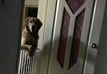 chien fixe