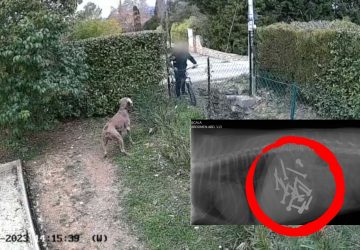 chiens pièges voisins animal malveillance france saucisses