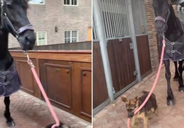 chiot cheval