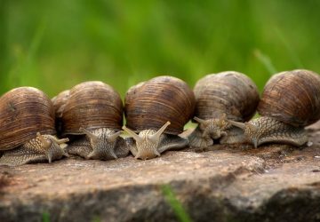 invasion escargots (1)