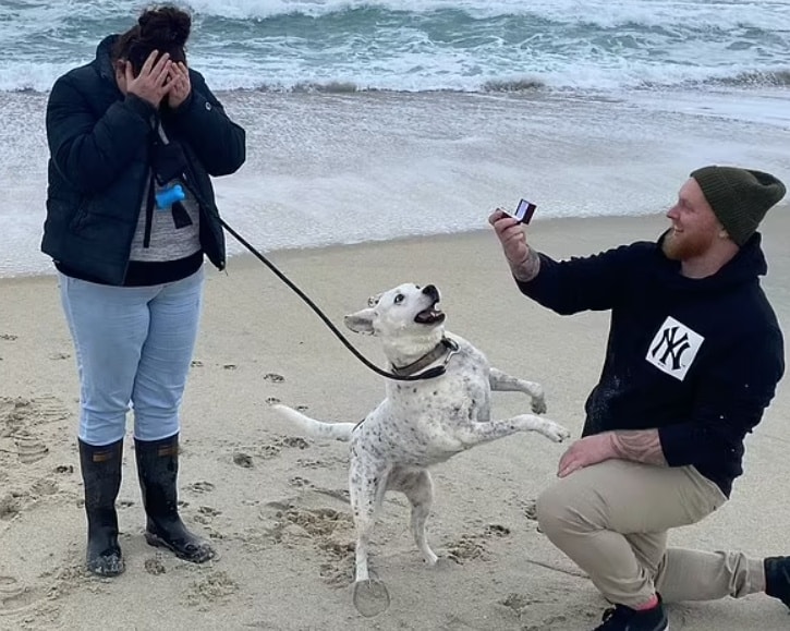 mariage reaction chien