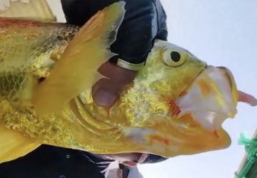 poisson or pêche insolite pêcheur cher rare