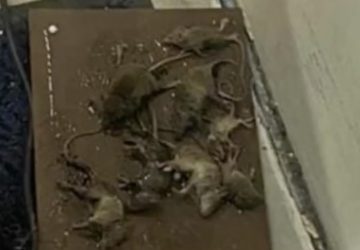 rats amazon