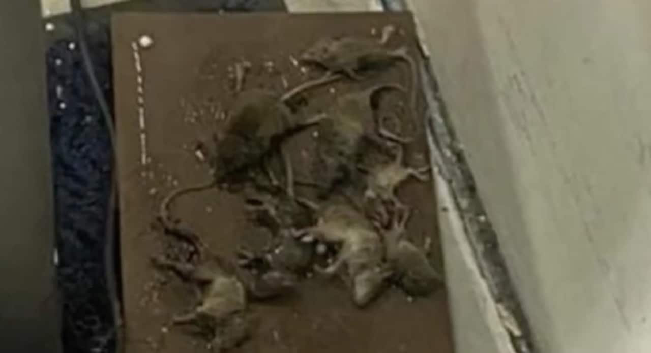 rats amazon