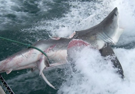 requins