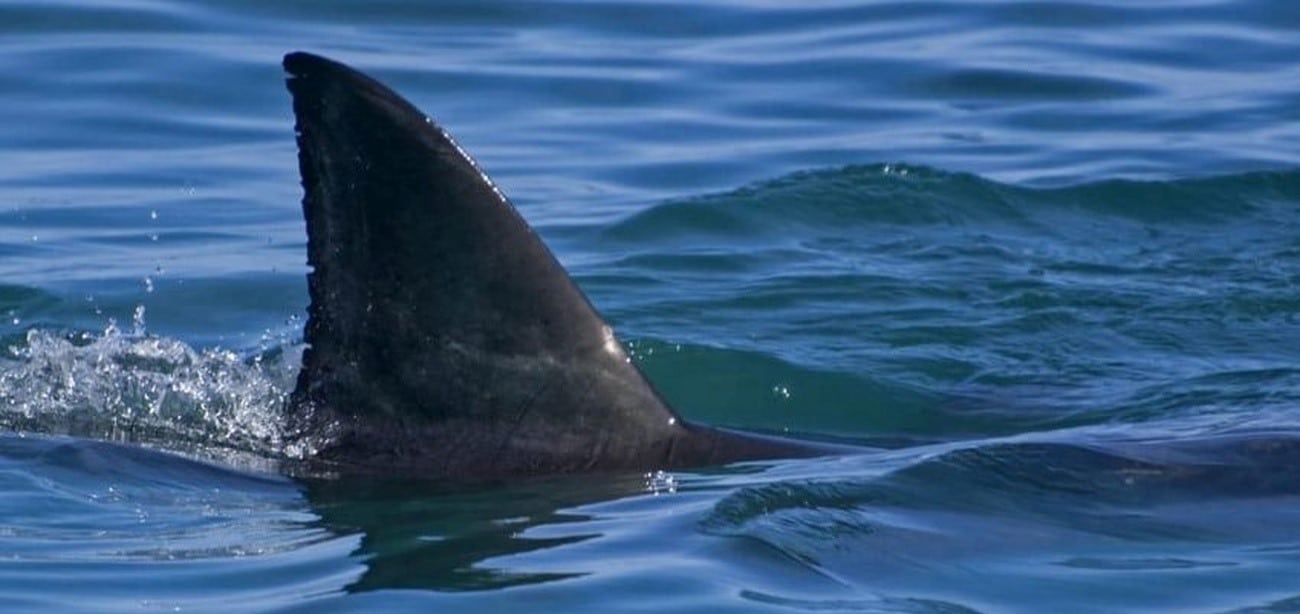 Des requins aperçus à Antibes ?