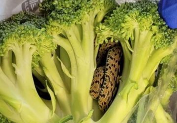 aldi brocoli