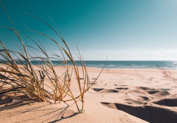 Été : attention aux puces de sable