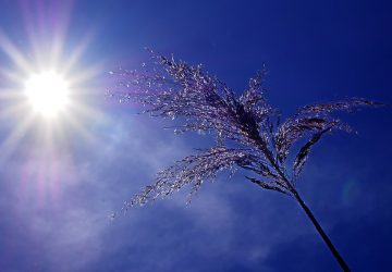 canicule de retour quelle region concernees
