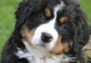 chien chiens seul vacances actu infos
