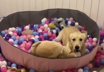 chien piscine
