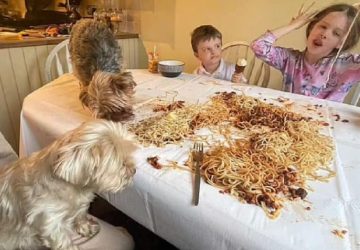 chien table