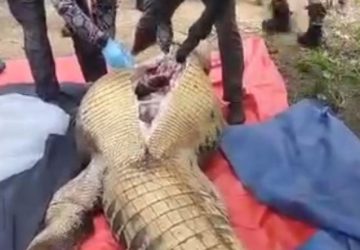 fermier crocodile (2)