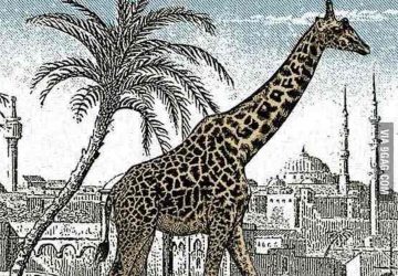 girafe