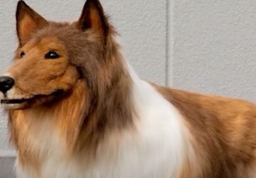 homme depense fortune pour ressembler chien