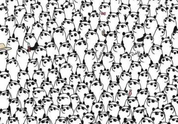 panda