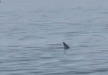 requin requins actu plage touristes insolite