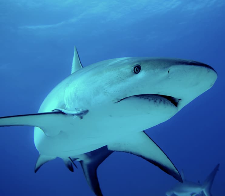 requins côtes actu touristes plages requin vacances