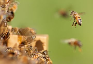 abeilles tueuses femme