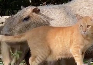 chat capybaras zoo