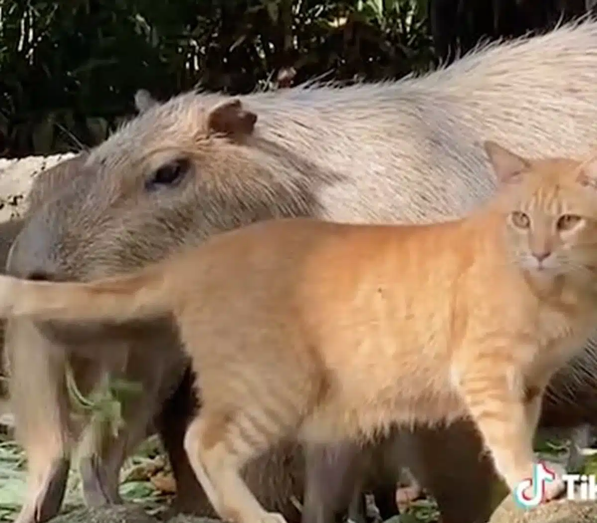chat capybaras zoo