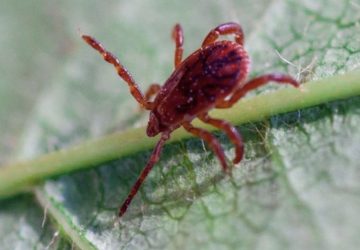 aoûtat insecte rouge bête actu