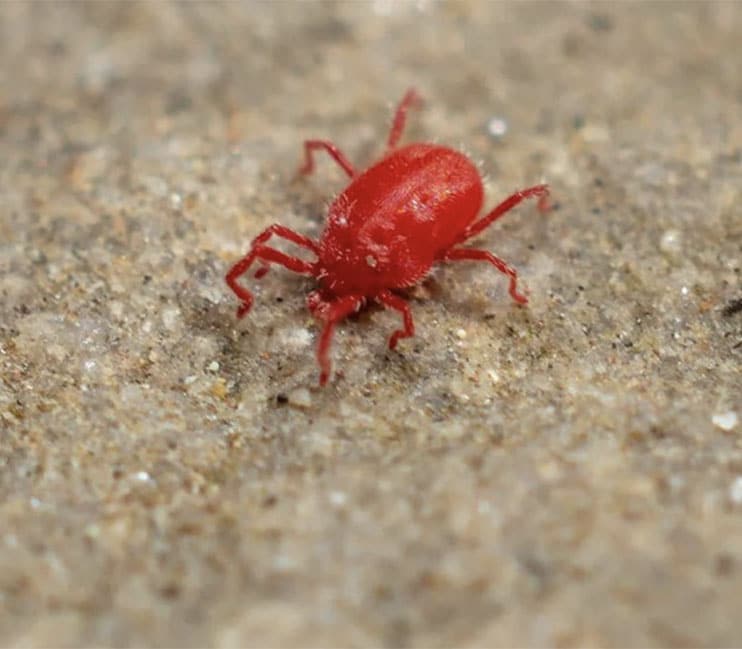 aoûtat insecte rouge bête actu