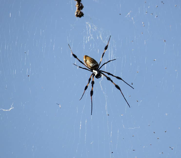 araignée vénimeuse monde animal insecte actu insolite
