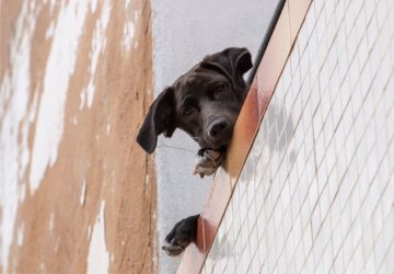 chien balcon (2)