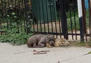 chiens abandonnes rue (1)