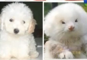 chiens furets steroides