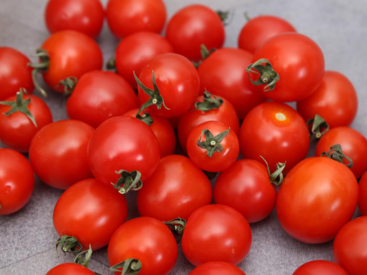 epidemie tomates cerises qui est concerne