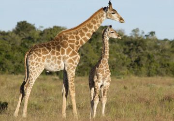 girafe sans tâche actu animaux info