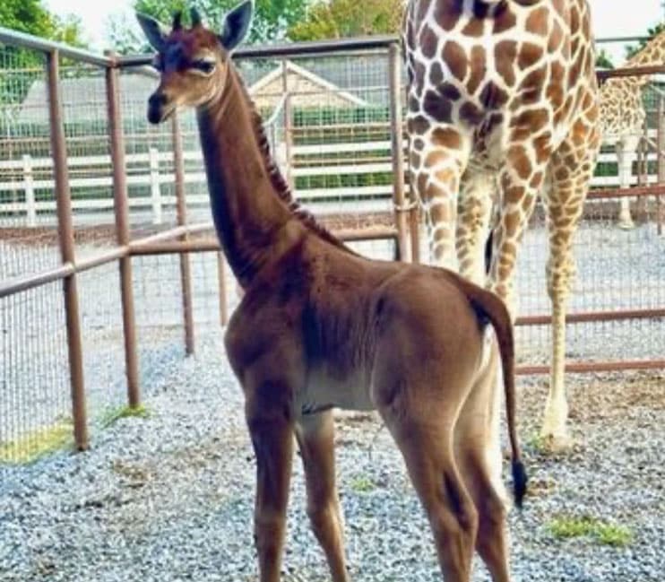 girafe sans tâche actu animaux info