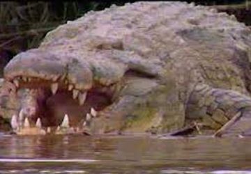 gustave crocodile accuse mange 300 personnes